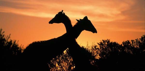 Africa Here We Come! (Maybe)