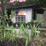 MSC Missions, Missionaries of the Sacred Heart, MSC Summer Appeal 2019, MSC Centre for the Poor Philippines, missionary work in the Philippines, missionary work in Caraga, education in the Philippines, education in Caraga, missionary work in Butuan, education in Butuan, self-sufficiency in the Philippines