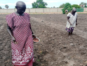 Sudanese women sowing seeds for their harvest