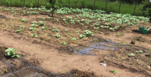 sowing crops