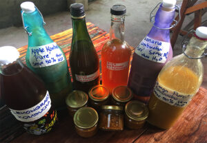 kombucha