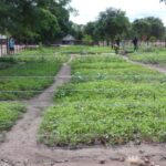One of the flourishing OLSH gardens, which will provide sustenance and self-sufficiency for many local families.