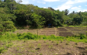 The MSC Centre for the Poor Agriculture Cooperative is working to raise funds to build three large greenhouses for organic vegetable production at the MSC Centre for the Poor Living Museum in Del Monte, Talacogon Agusan del Sur, in the Philippines.