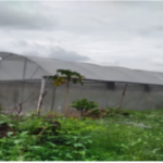 The MSC Centre for the Poor Agriculture Cooperative is working to raise funds to build three large greenhouses for organic vegetable production at the MSC Centre for the Poor Living Museum in Del Monte, Talacogon Agusan del Sur, in the Philippines.