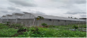 The MSC Centre for the Poor Agriculture Cooperative is working to raise funds to build three large greenhouses for organic vegetable production at the MSC Centre for the Poor Living Museum in Del Monte, Talacogon Agusan del Sur, in the Philippines.